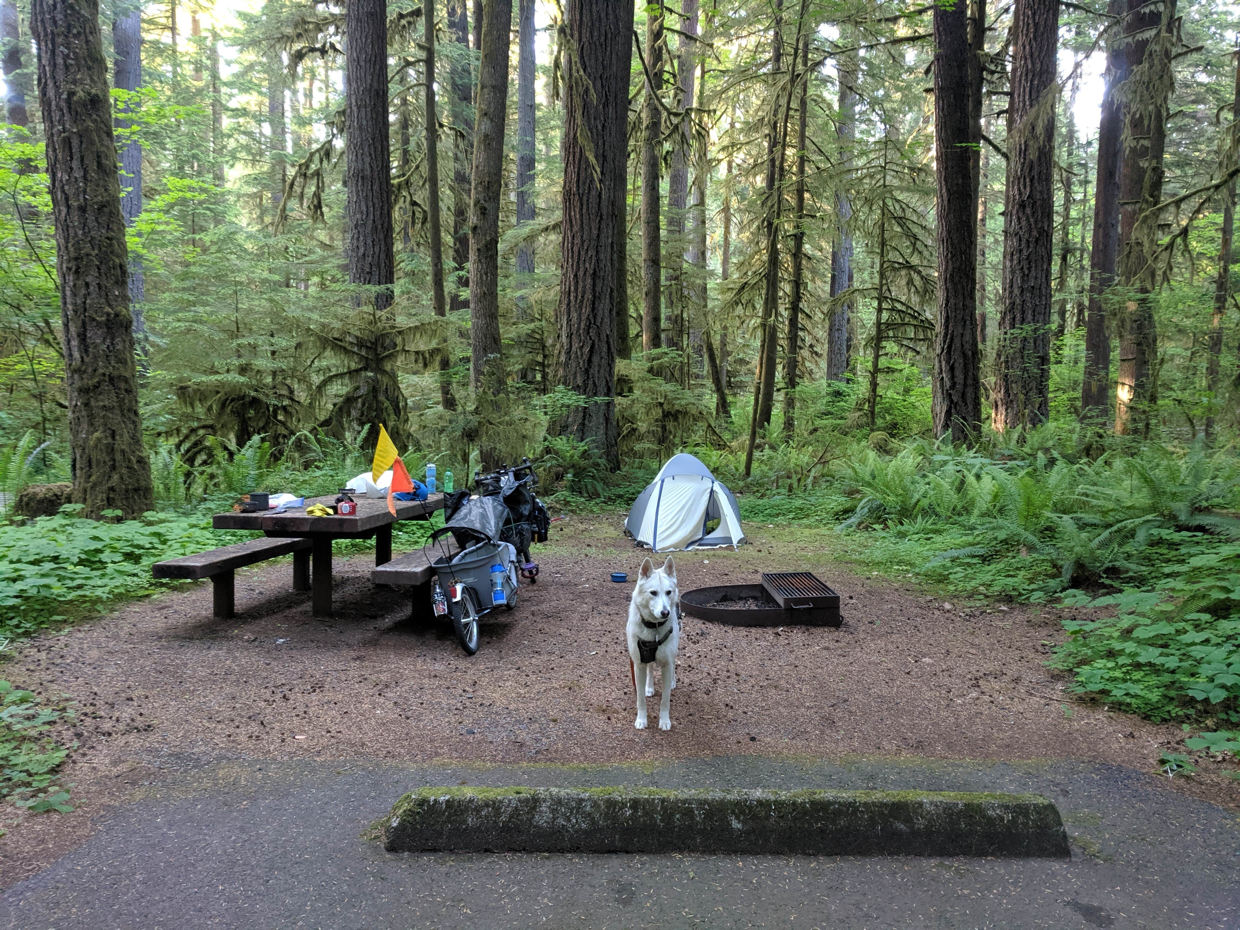 Tyler D.'s photo at Iron Creek Campground near Glenoma, WA
