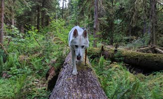 Tyler D.'s photo of camping with pets at Iron Creek Campground near Randle, WA