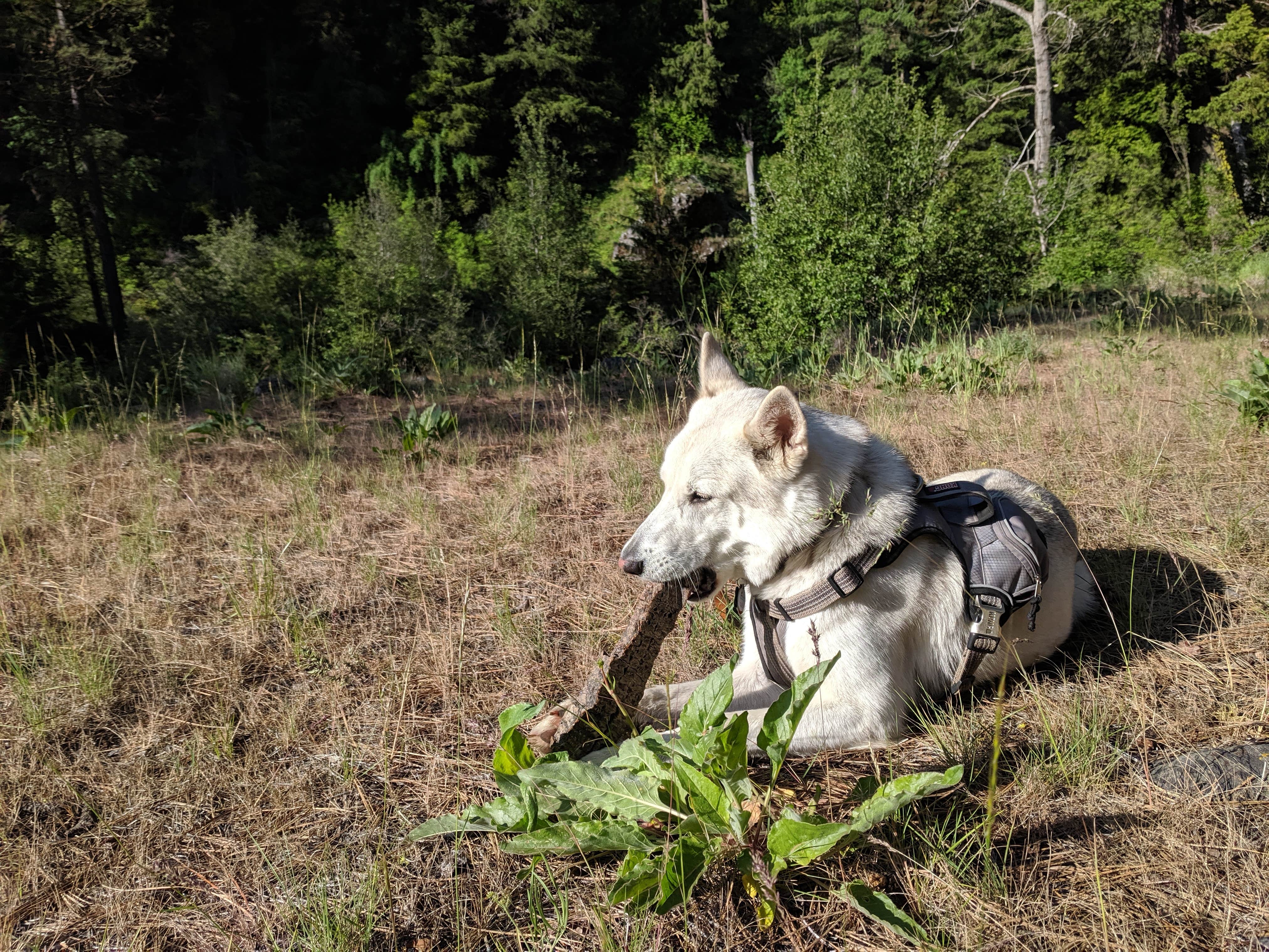 Tyler D.'s photo of camping with pets at Willows Campground near Yakima, WA
