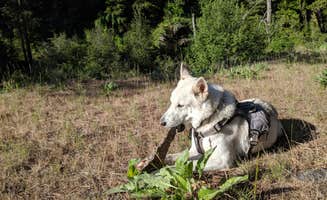 Tyler D.'s photo of camping with pets at Willows Campground near Yakima, WA
