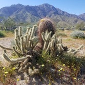 Review photo of Arroyo Salado Primitive Campground — Anza-Borrego Desert State Park by Amber D., June 7, 2019