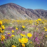 Review photo of Arroyo Salado Primitive Campground — Anza-Borrego Desert State Park by Amber D., June 7, 2019