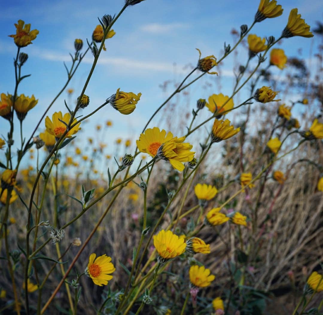 Camper submitted image from Arroyo Salado Campground - 5