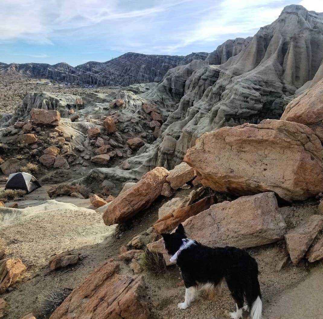 Amber D.'s photo of camping with pets at Ricardo Campground — Red Rock Canyon State Park near Randsburg, CA