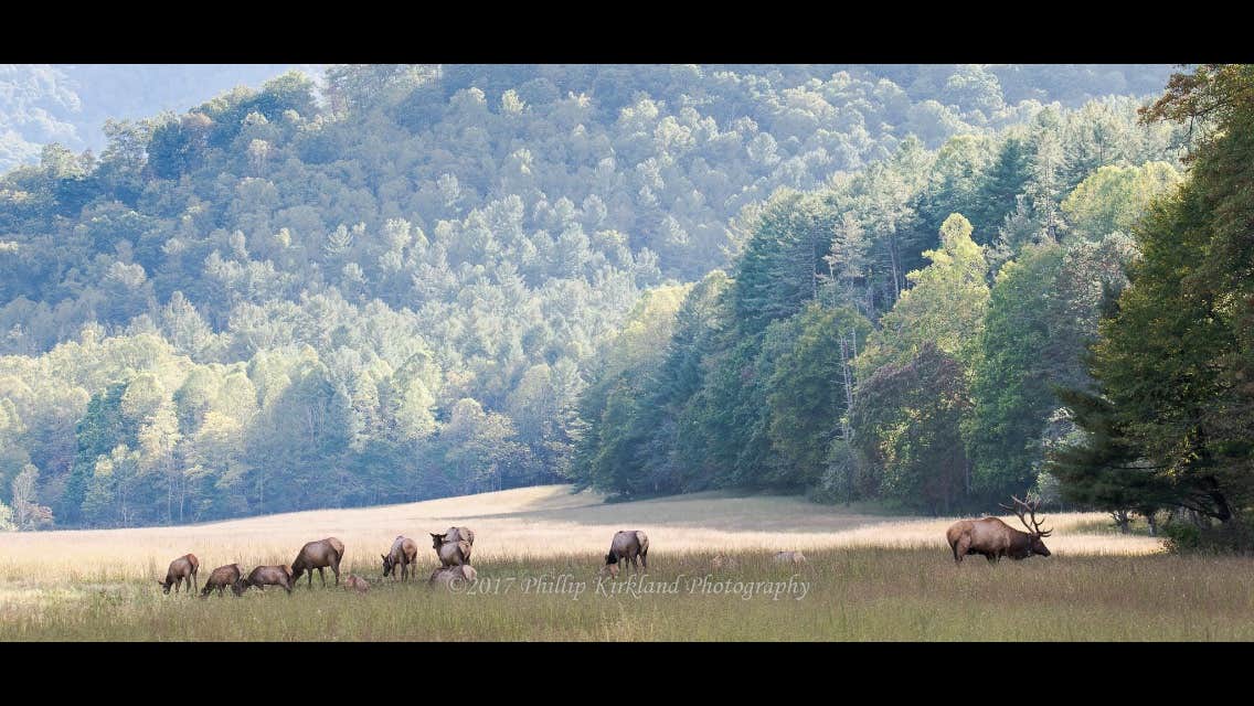 Jodie K.'s photo of camping with a horse at Cataloochee Campground — Great Smoky Mountains National Park near Pisgah Forest, NC