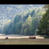 Review photo of Cataloochee Campground — Great Smoky Mountains National Park by Jodie K., June 7, 2019