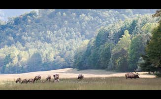 Jodie K.'s photo of camping with a horse at Cataloochee Campground — Great Smoky Mountains National Park near Lake Junaluska, NC