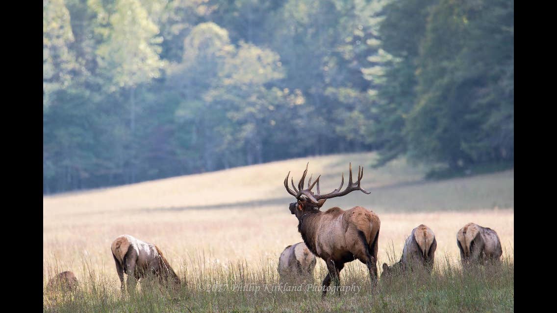 Jodie K.'s photo of camping with a horse at Cataloochee Campground — Great Smoky Mountains National Park near National Forests in North Carolina