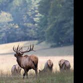 Review photo of Cataloochee Campground — Great Smoky Mountains National Park by Jodie K., June 7, 2019