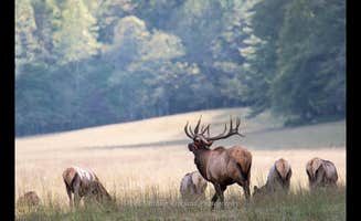 Jodie K.'s photo of camping with a horse at Cataloochee Campground — Great Smoky Mountains National Park near Cherokee National Forest