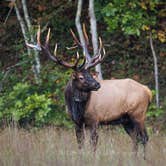 Review photo of Cataloochee Campground — Great Smoky Mountains National Park by Jodie K., June 7, 2019