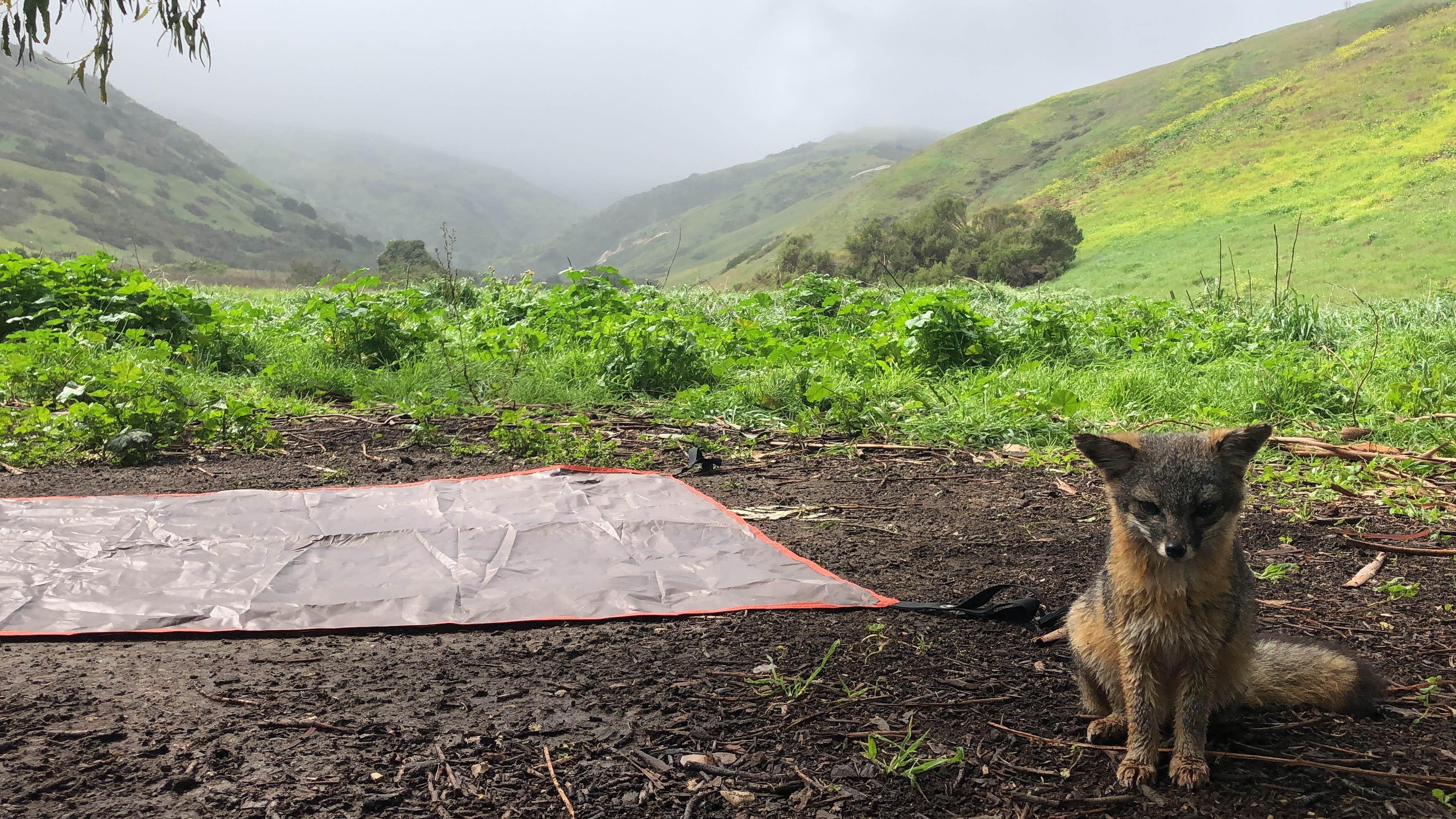 Rachel T.'s photo of tent camping at Santa Cruz Island Scorpion Canyon Campground — Channel Islands National Park near Port Hueneme, CA