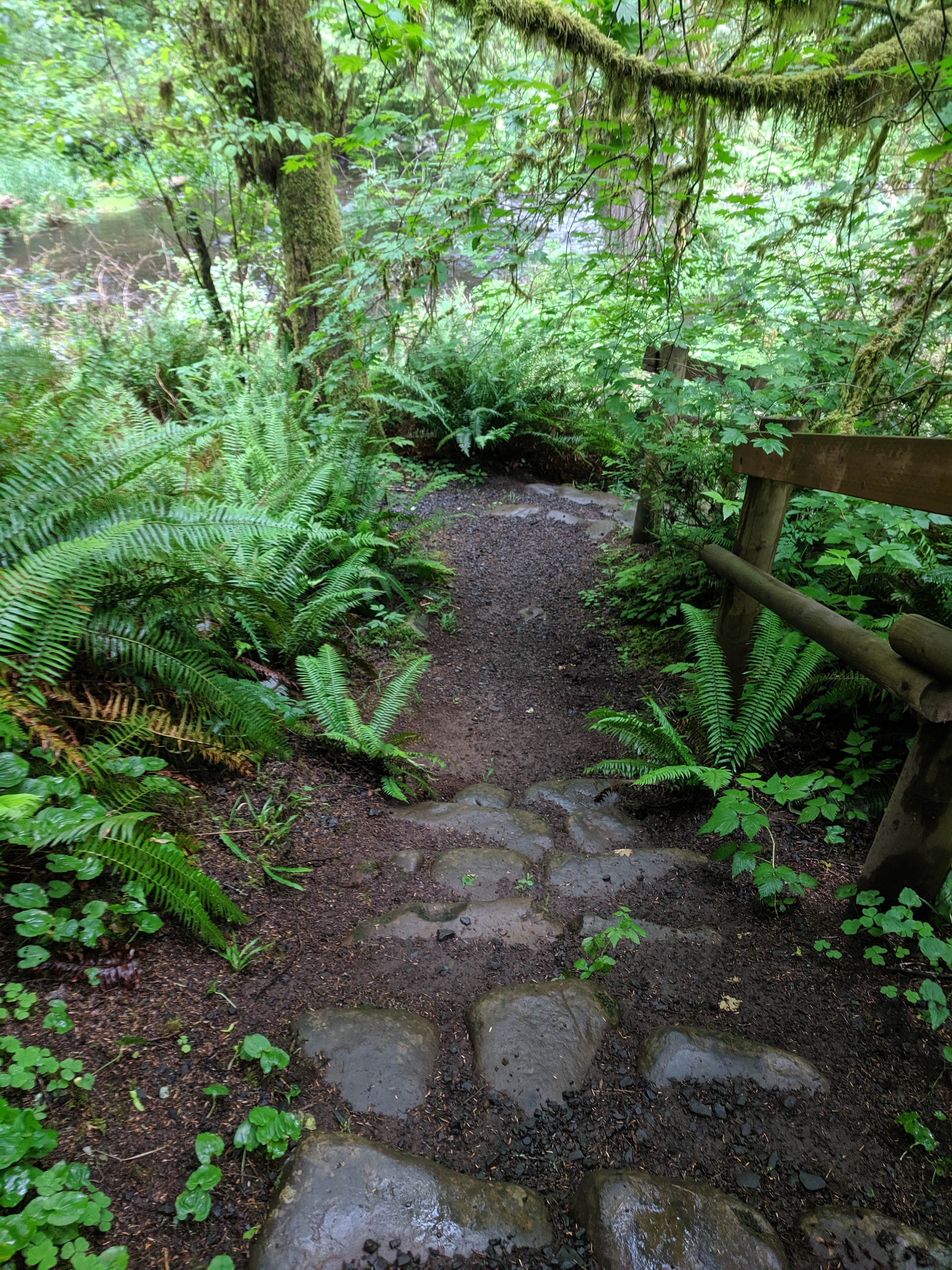 Camper submitted image from Clatsop State Forest Gnat Creek Campground - 4