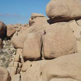 Review photo of White Tank Campground — Joshua Tree National Park by Hayley K., June 7, 2019