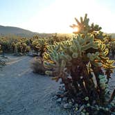 Review photo of White Tank Campground — Joshua Tree National Park by Hayley K., June 7, 2019