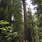 Review photo of Mill Creek Campground — Del Norte Coast Redwoods State Park by Alesandra L., August 31, 2016