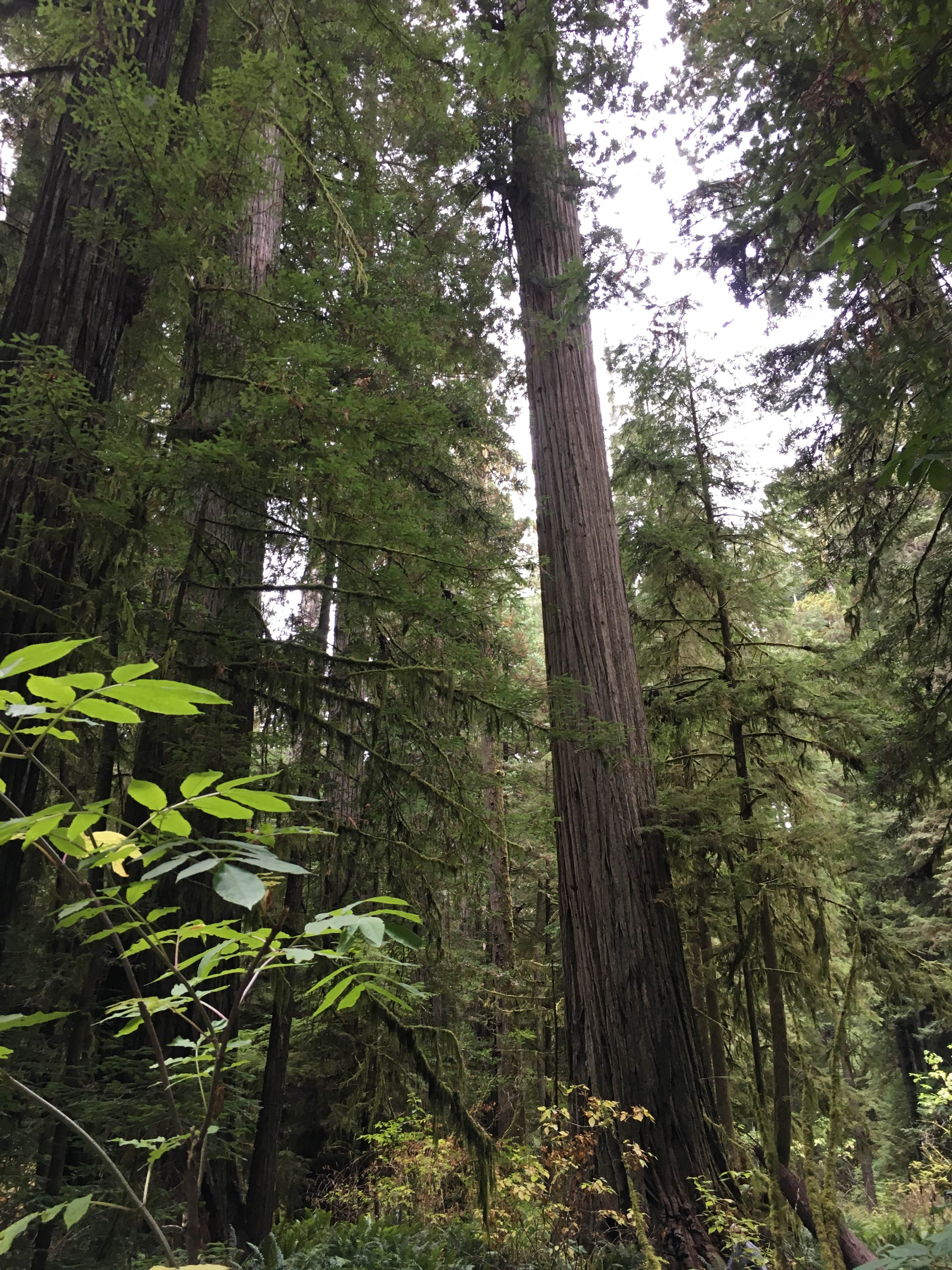 Camper submitted image from Mill Creek Campground — Del Norte Coast Redwoods State Park - 2