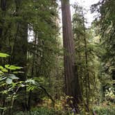 Review photo of Mill Creek Campground — Del Norte Coast Redwoods State Park by Alesandra L., August 31, 2016