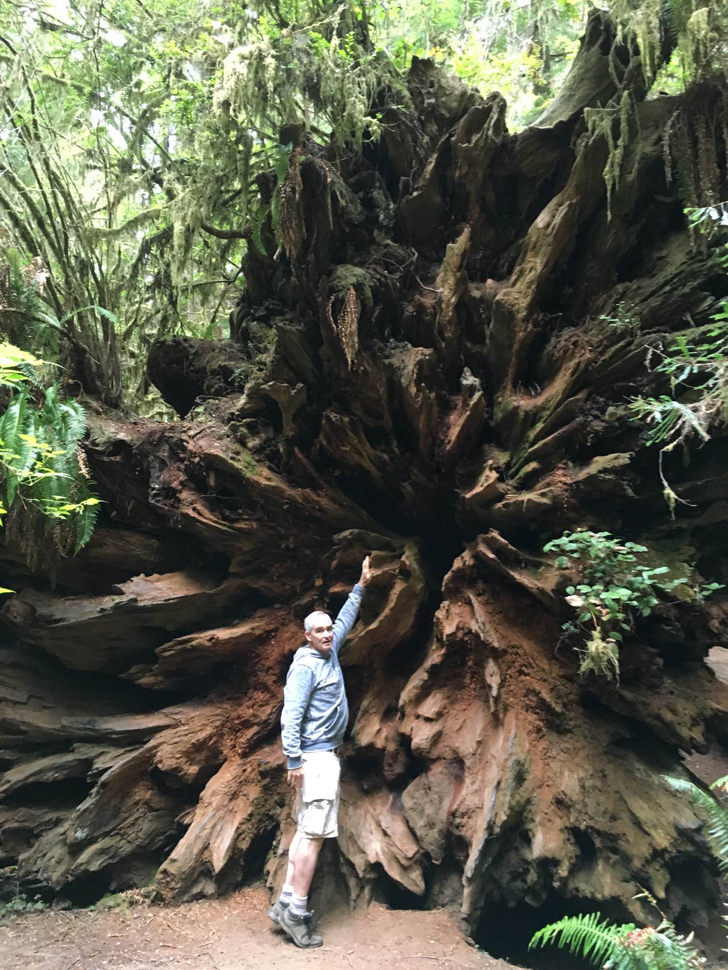 Mill Creek Campground Del Norte Coast Redwoods State Park The Dyrt