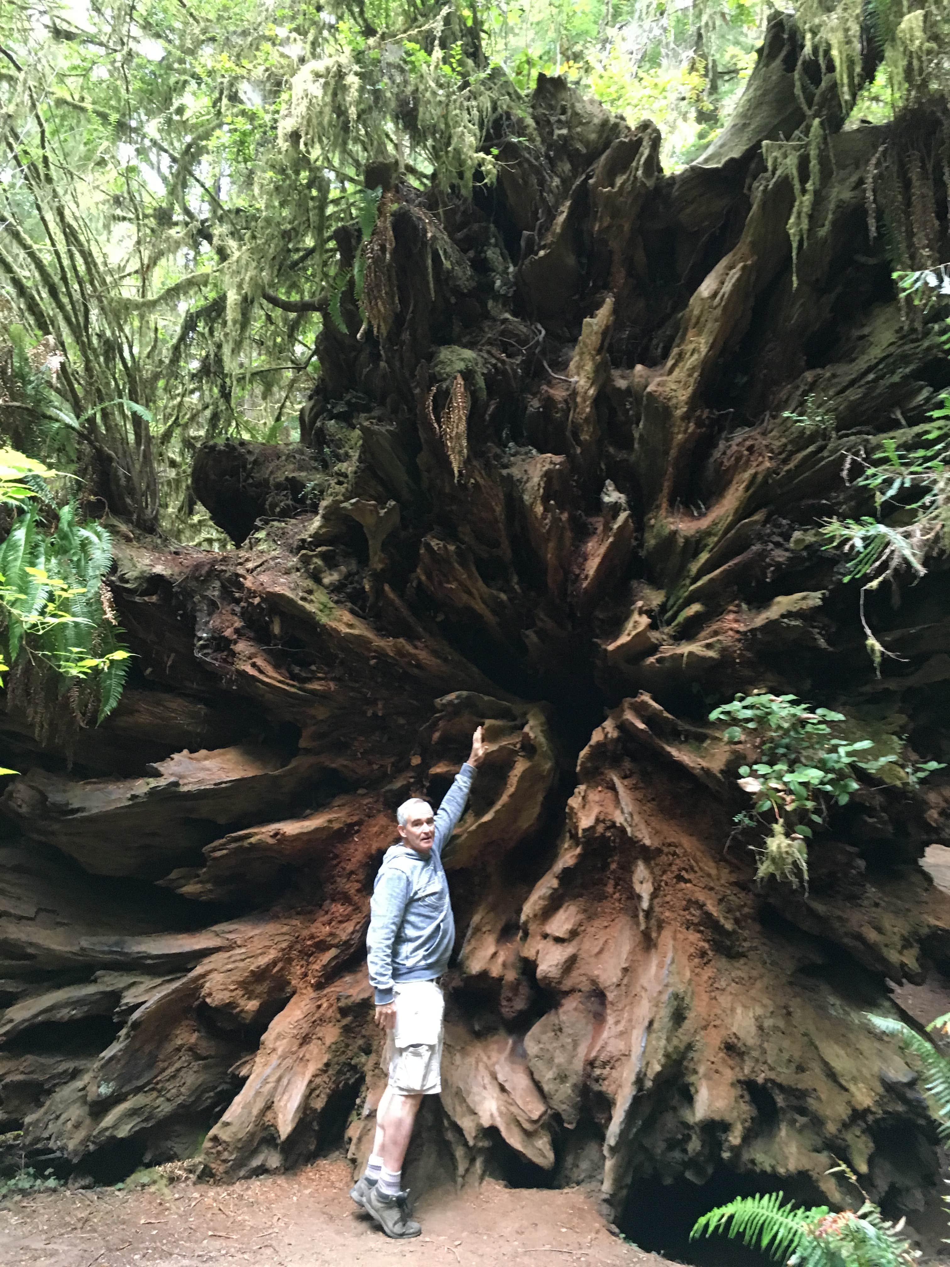 Camper submitted image from Mill Creek Campground — Del Norte Coast Redwoods State Park - 5