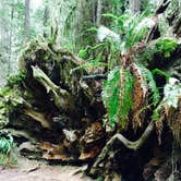 Review photo of Mill Creek Campground — Del Norte Coast Redwoods State Park by Alesandra L., August 31, 2016
