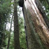 Review photo of Mill Creek Campground — Del Norte Coast Redwoods State Park by Alesandra L., August 31, 2016