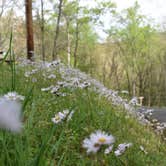 Review photo of Fontana Hilton Trail Shelter -- Nantahala National Forest by Myron C., June 8, 2019