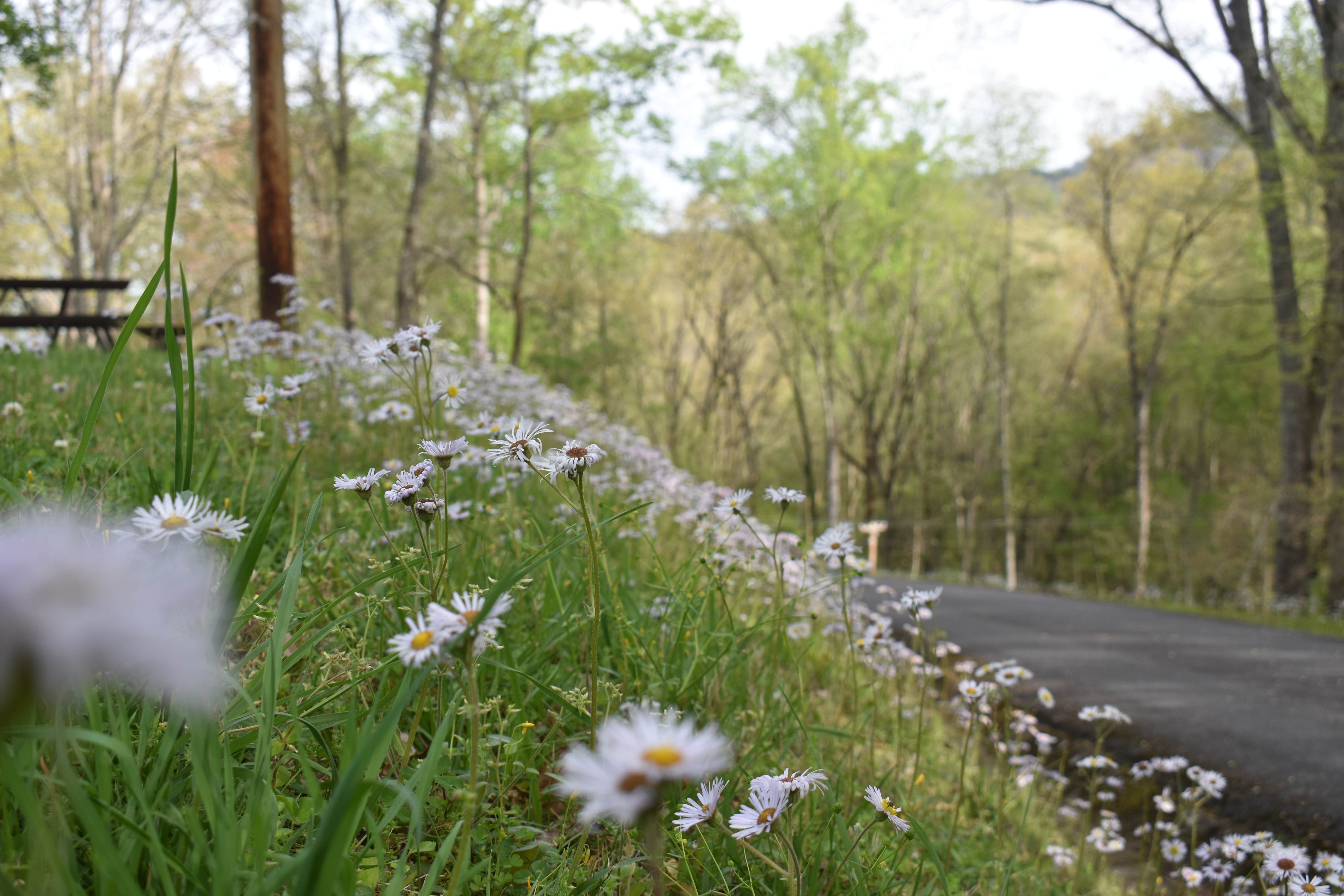 Camper submitted image from Fontana Hilton Trail Shelter -- Nantahala National Forest - 2