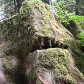 Review photo of Mill Creek Campground — Del Norte Coast Redwoods State Park by Alesandra L., August 31, 2016