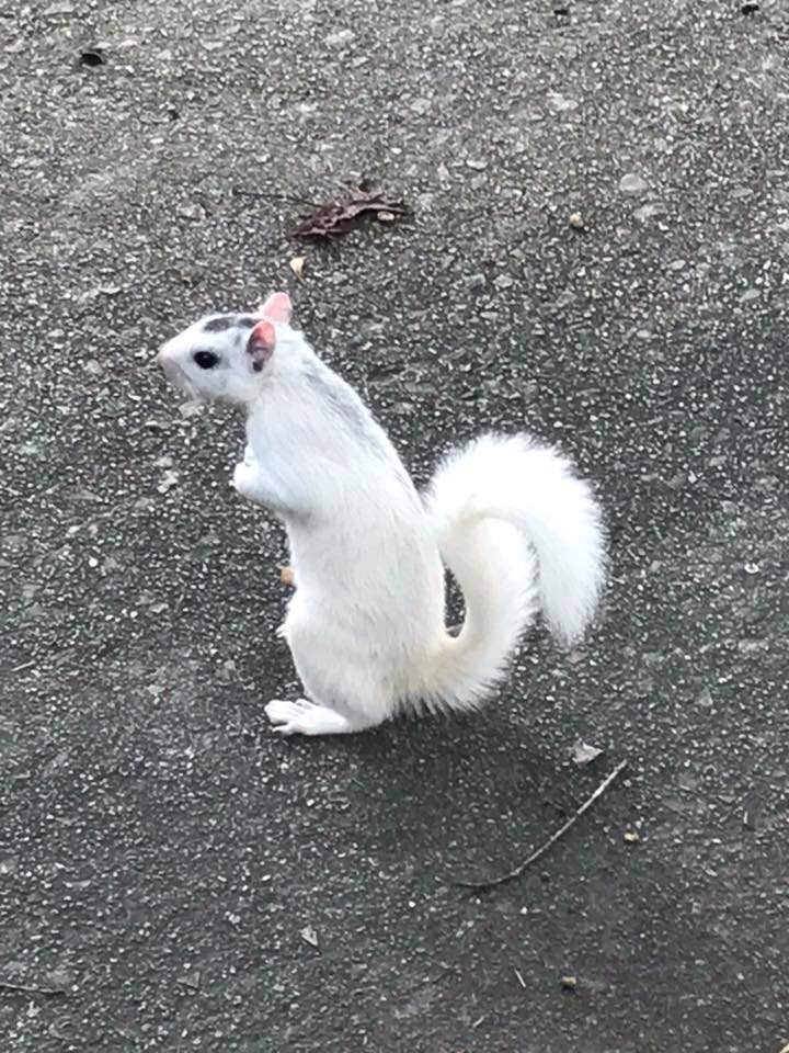 Linda B.'s photo of camping with pets at Ash Grove near Brevard, NC