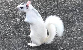 Linda B.'s photo of camping with pets at Ash Grove near Brevard, NC