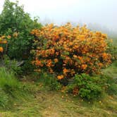 Review photo of Roan Mountain State Park Campground by Dusty W., June 8, 2019