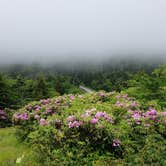 Review photo of Roan Mountain State Park Campground by Dusty W., June 8, 2019