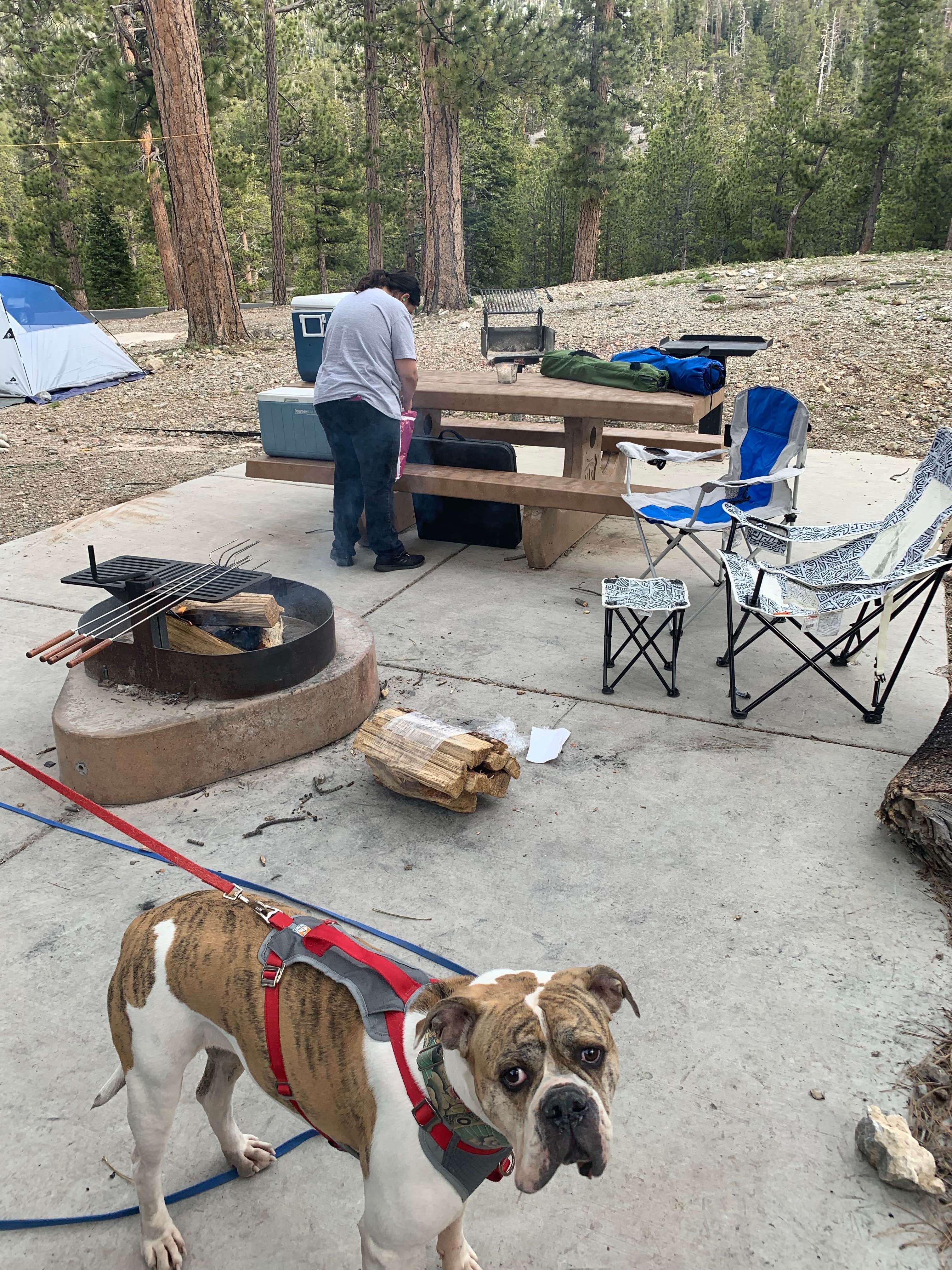 Victor P.'s photo of camping with pets at McWilliams Campground in Nevada
