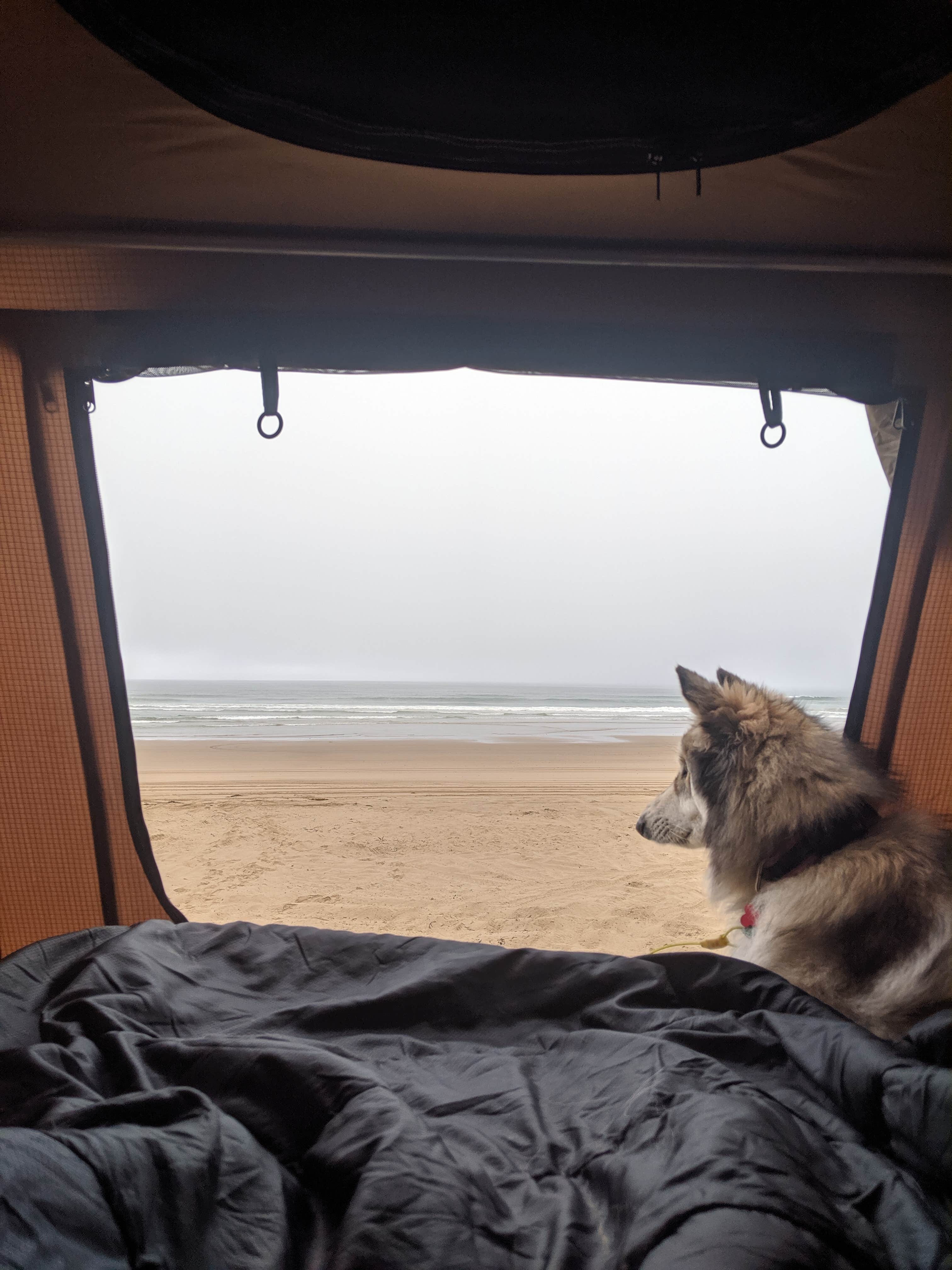 Tylere Y.'s photo of camping with pets at North Beach Campground — Pismo State Beach near Santa Maria, CA