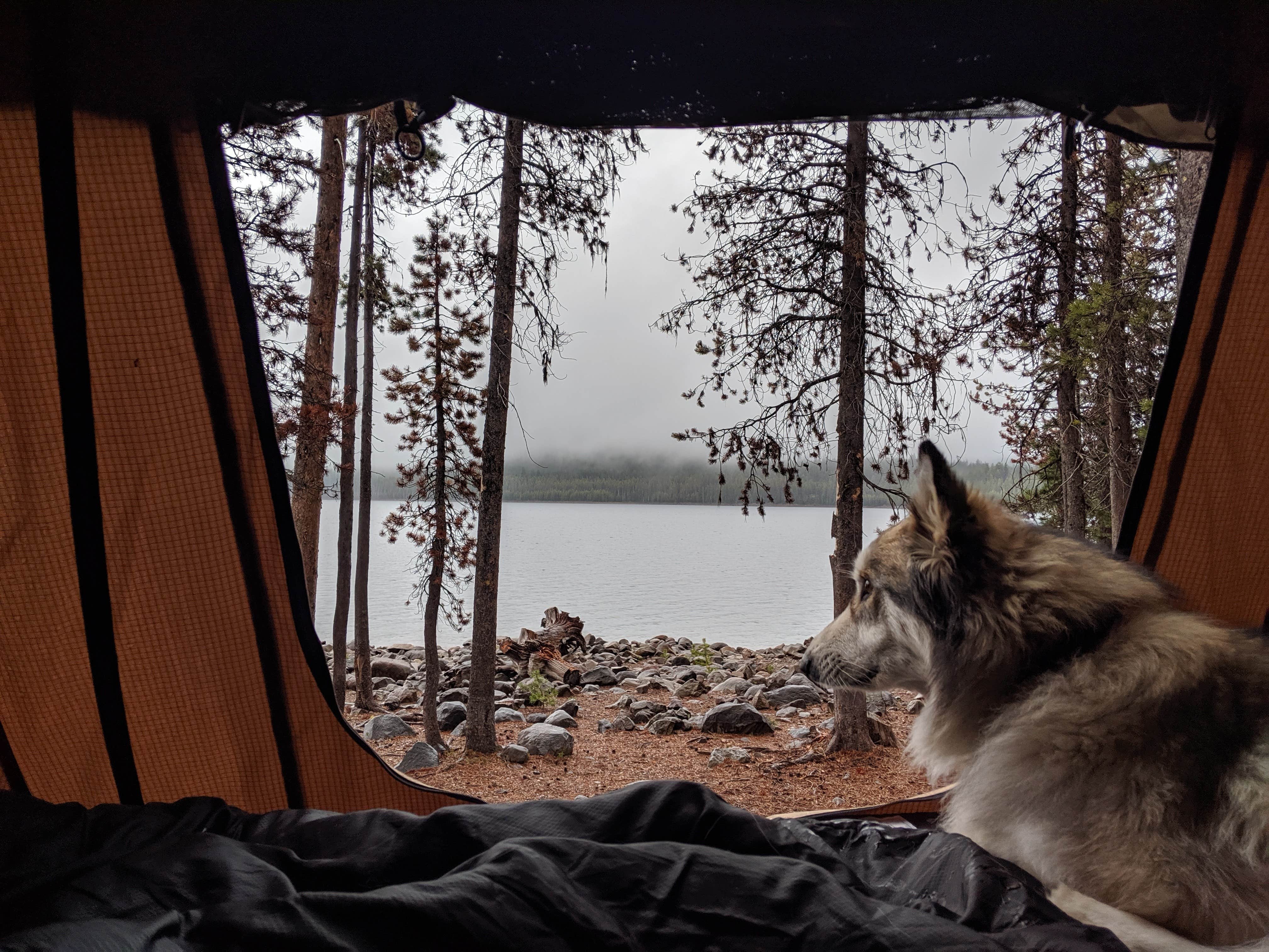 Tylere Y.'s photo of camping with pets at Fourmile Lake Campground near Prospect, OR