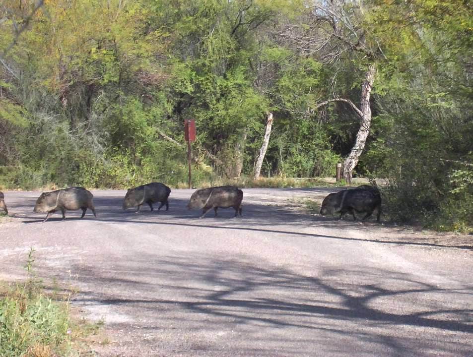 Camper-submitted photo at Rio Grande Village Campground — Big Bend National Park near Big Bend National Park