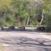 Review photo of Rio Grande Village RV Campground — Big Bend National Park by Kirsten J., June 9, 2019