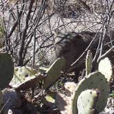 Review photo of Rio Grande Village RV Campground — Big Bend National Park by Kirsten J., June 9, 2019