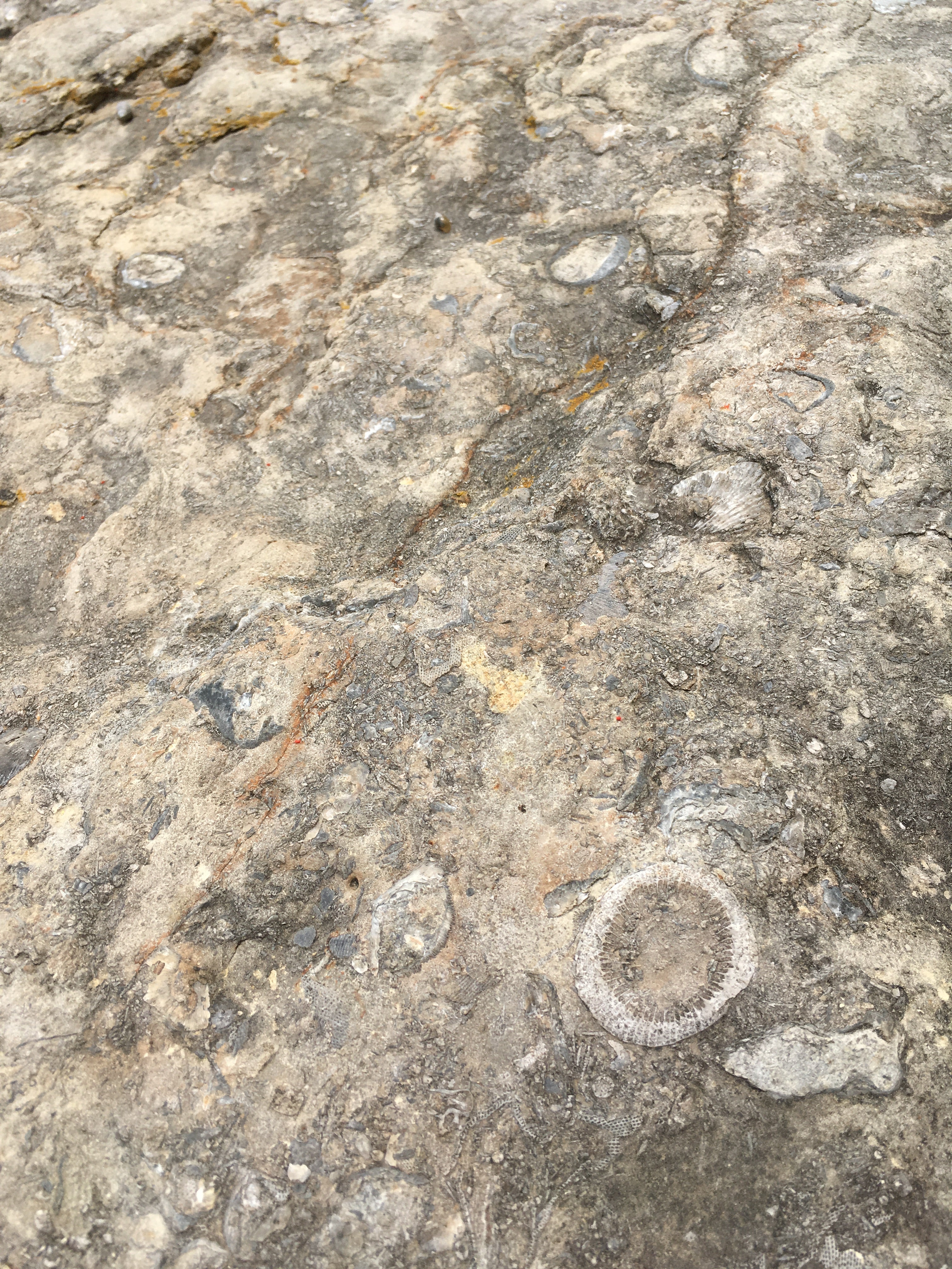 Tons of easy to see fossils