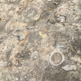 Tons of easy to see fossils