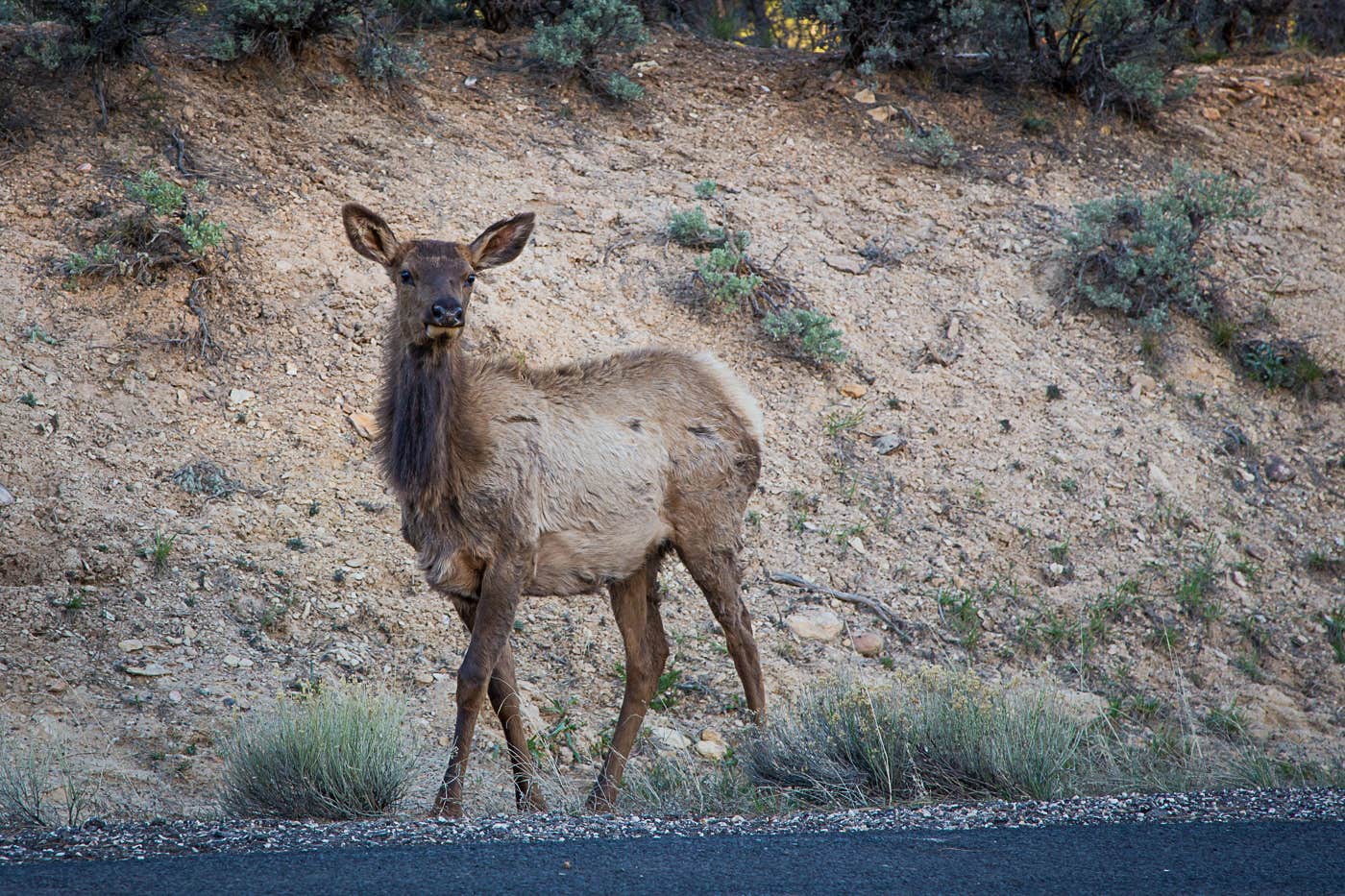 Camper submitted image from Mather Campground — Grand Canyon National Park - 5