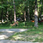 Review photo of Cades Cove Campground by Jeremy H., June 9, 2019
