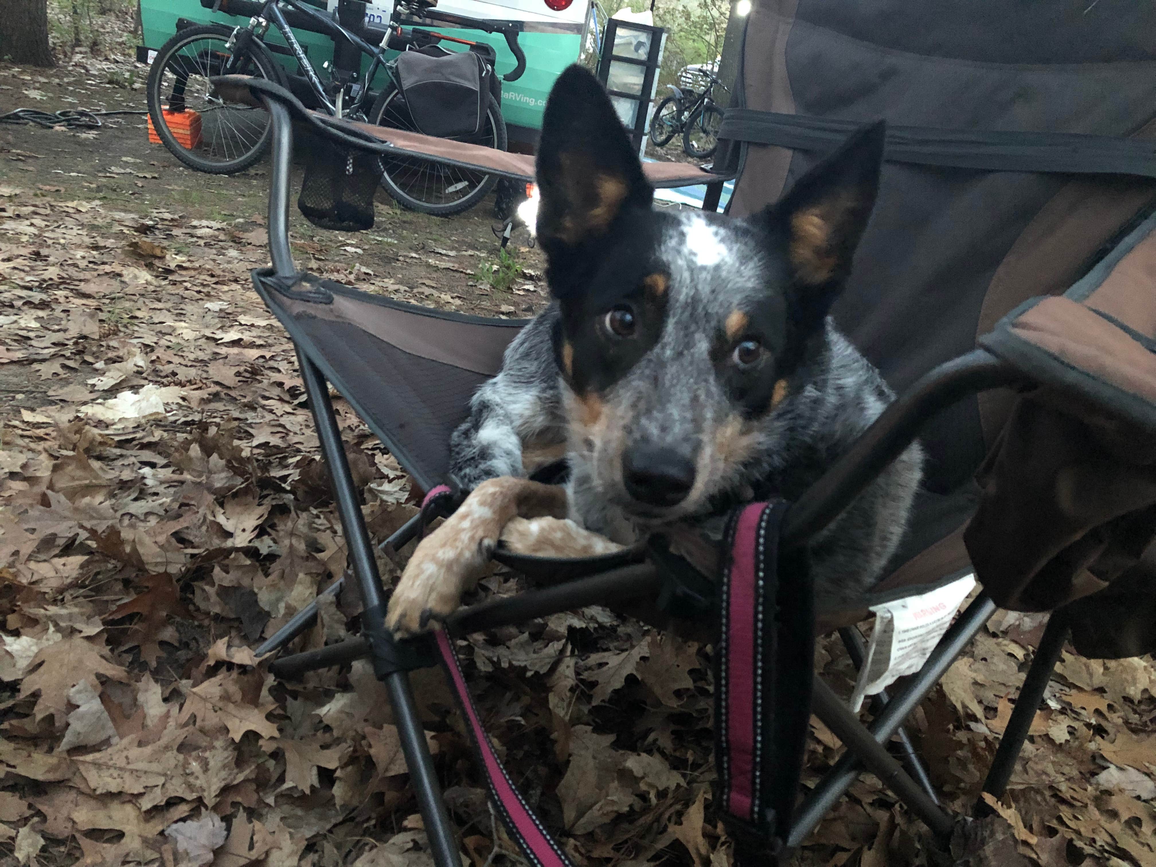 John F.'s photo of camping with pets at Petoskey State Park Campground near Elmira, MI