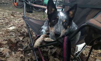 John F.'s photo of camping with pets at Petoskey State Park Campground near Ellsworth, MI