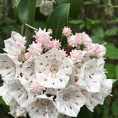 Review photo of Blackwater Falls State Park Campground by Terri M., June 9, 2019