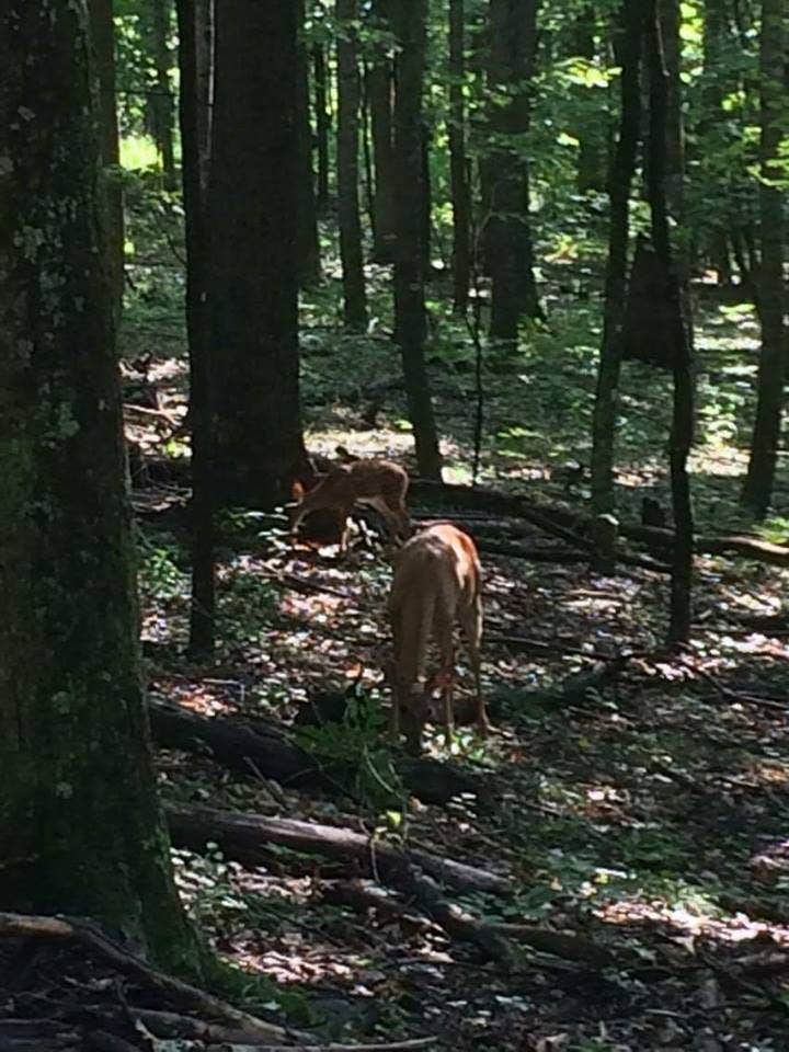 Camper submitted image from Pipestem Resort State Park Campground - 2