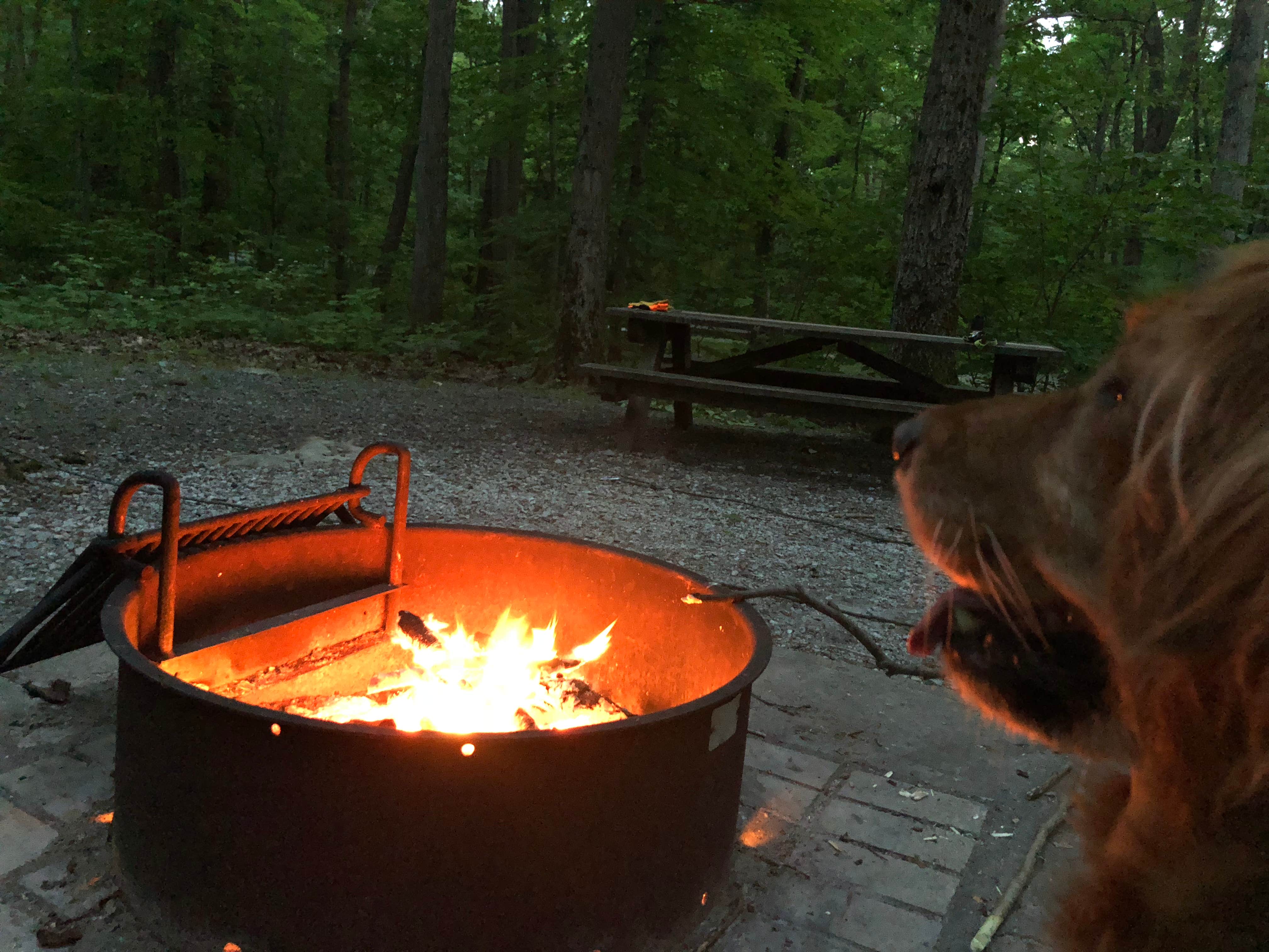 Paul N.'s photo of camping with pets at Mahlon Dickerson Reservation near Queens, NY