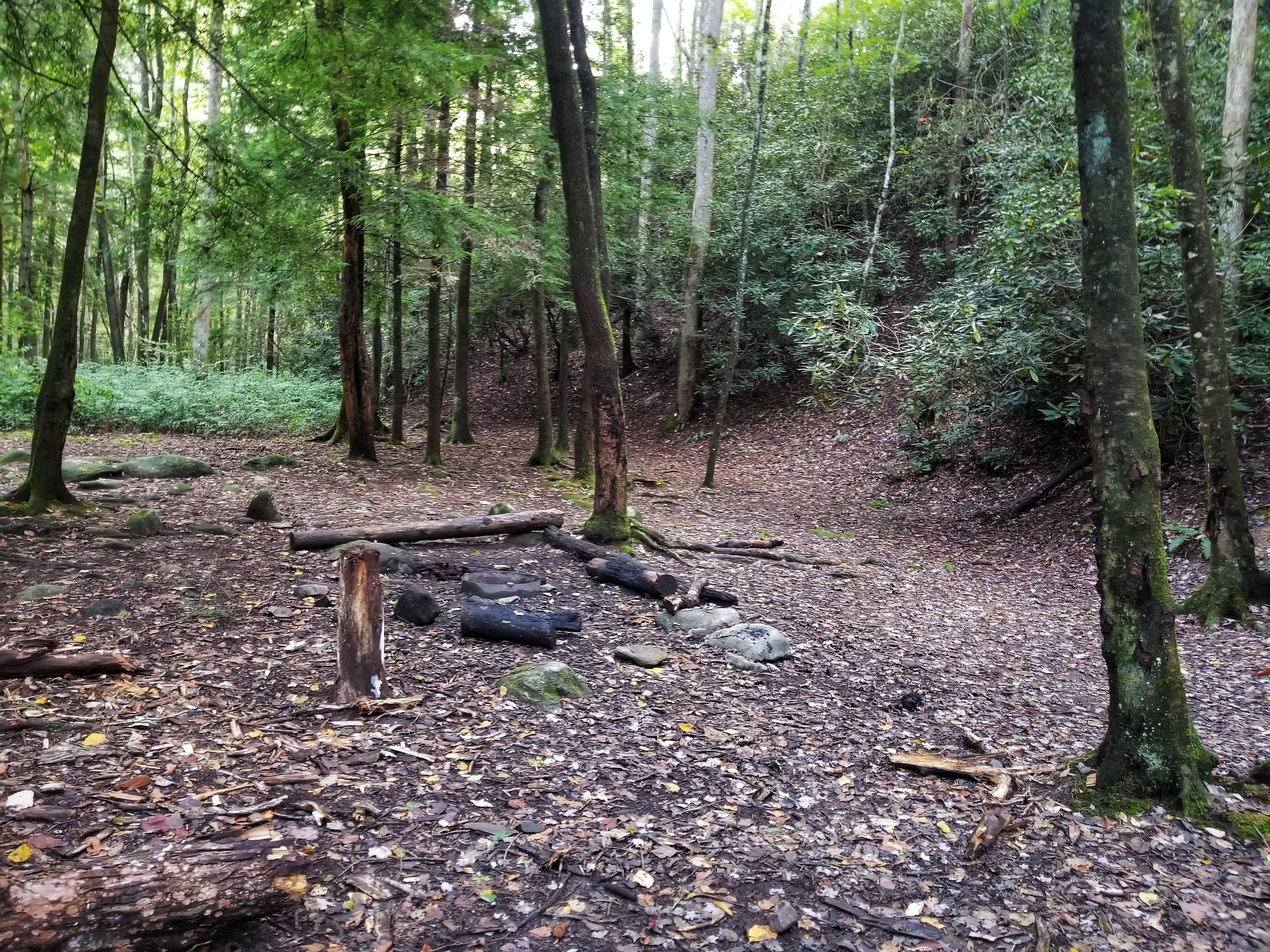 Camper submitted image from Bote Mountain Campsite 18 — Great Smoky Mountains National Park - 2