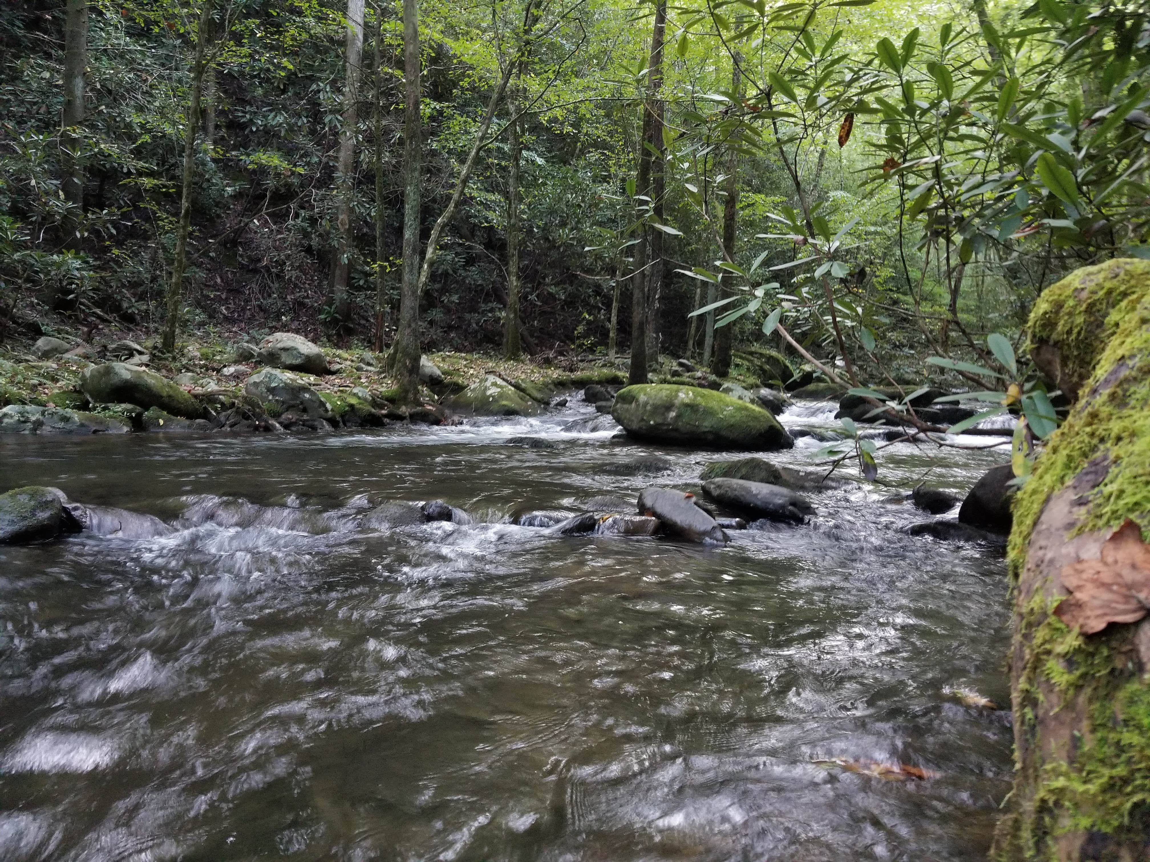 Camper submitted image from Bote Mountain Campsite 18 — Great Smoky Mountains National Park - 3